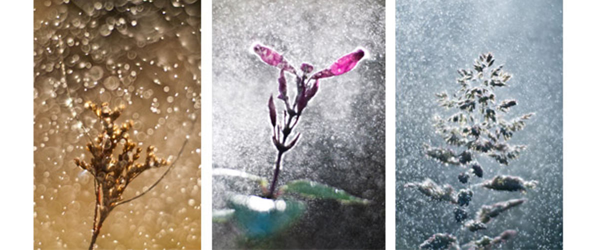Blossom images